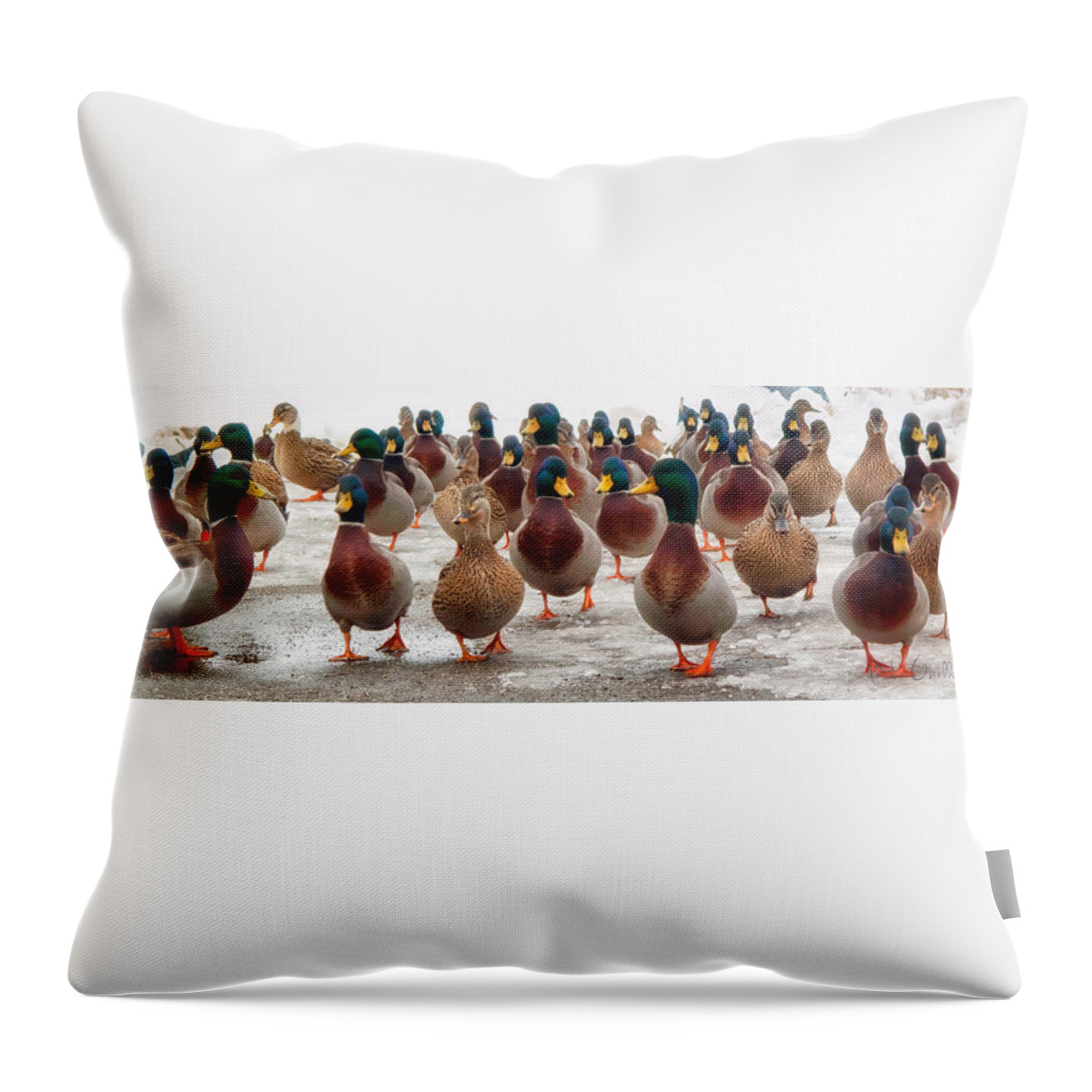 Ducks Throw Pillow featuring the photograph DuckOrama by Bob Orsillo