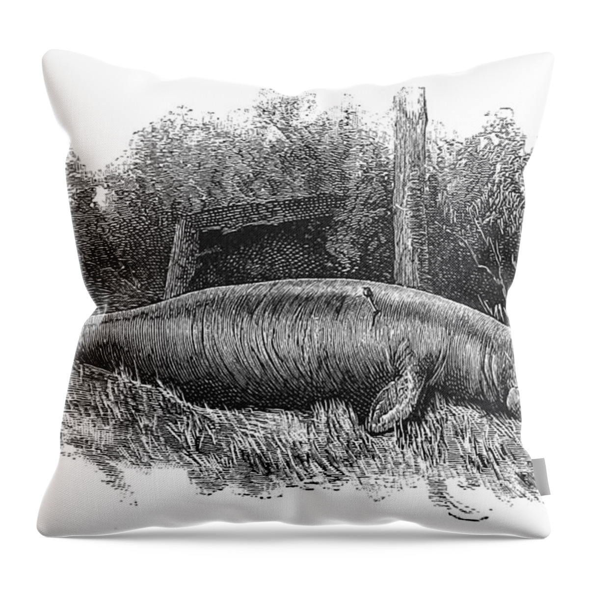 Illustration Throw Pillow featuring the photograph Dugong, Sea-cow by British Library