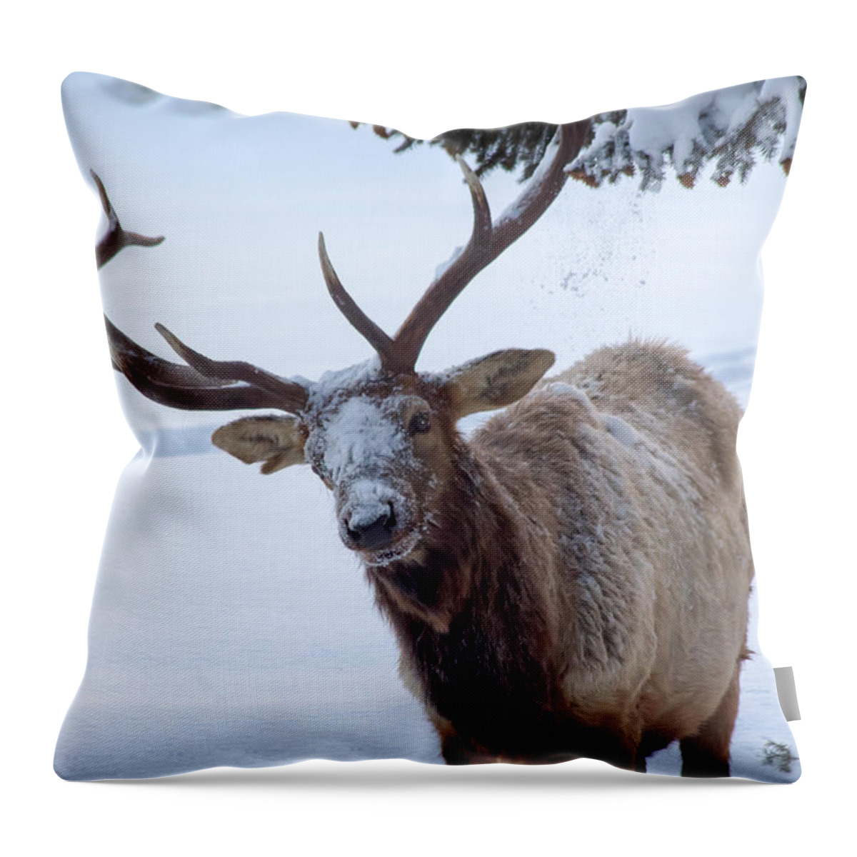 Snow Throw Pillow featuring the photograph Dumped On by Shane Bechler