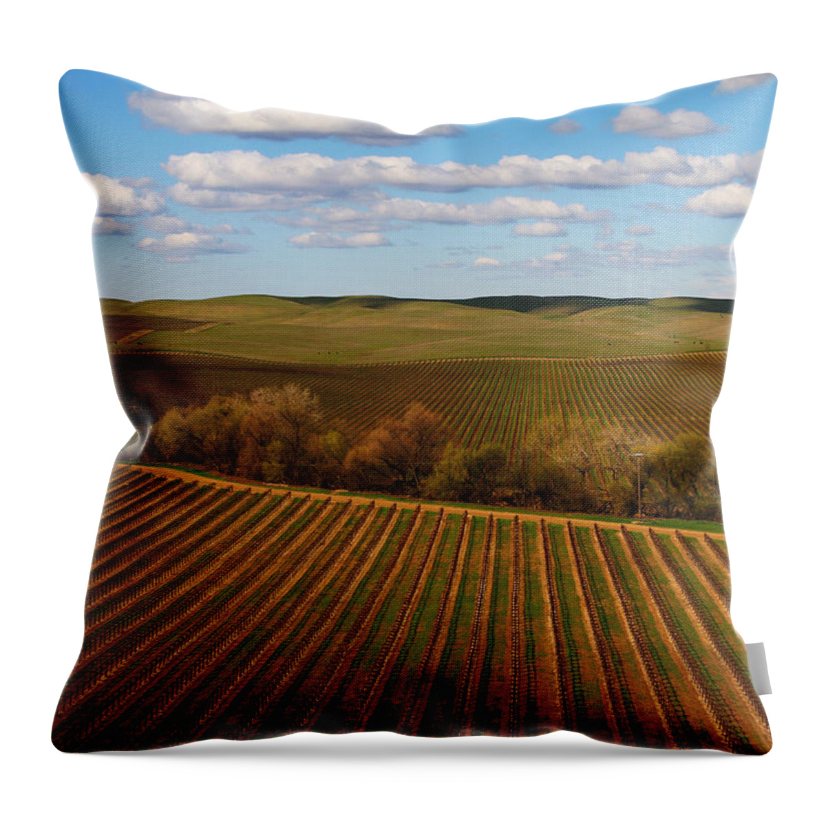Vineyard Throw Pillow featuring the photograph Dunnigan Hills Vineyard by Robert Woodward
