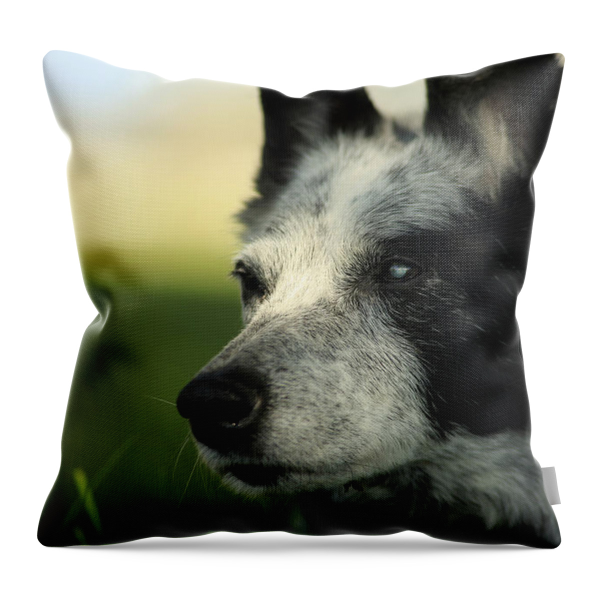 Dog Throw Pillow featuring the photograph Dutchess by Tiana McVay