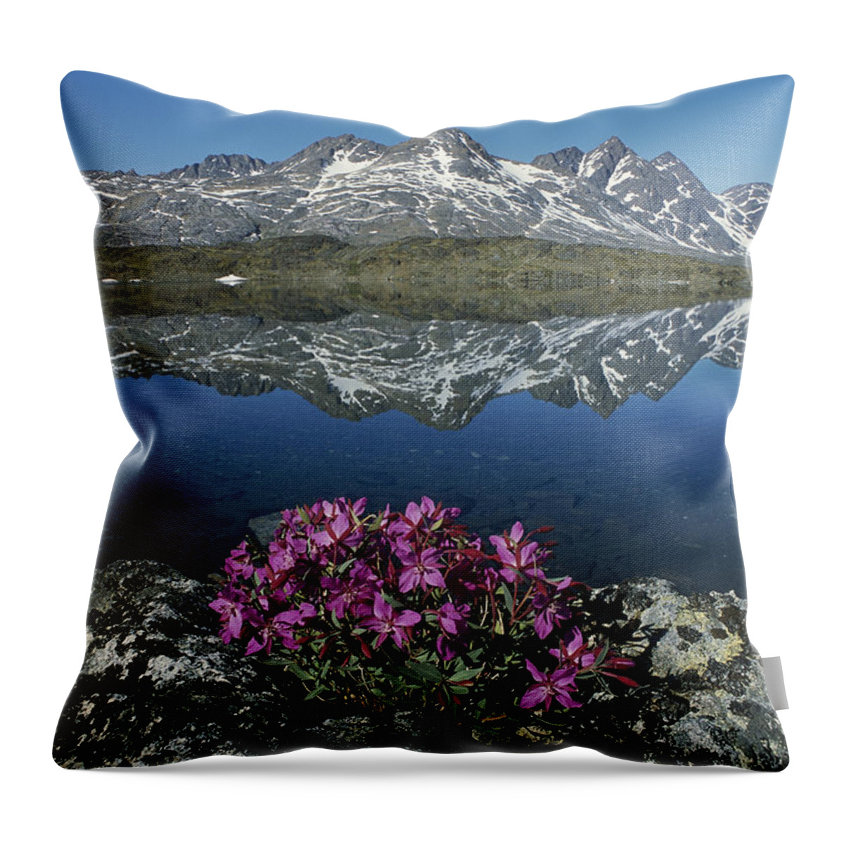 Feb0514 Throw Pillow featuring the photograph Dwarf Fireweed With Mountains Greenland by Grant Dixon