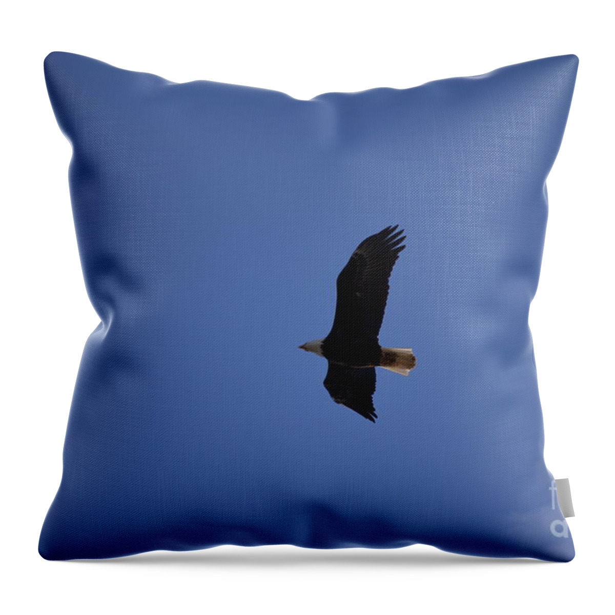 Bird Throw Pillow featuring the photograph Eagle 1 by Tamara Michael
