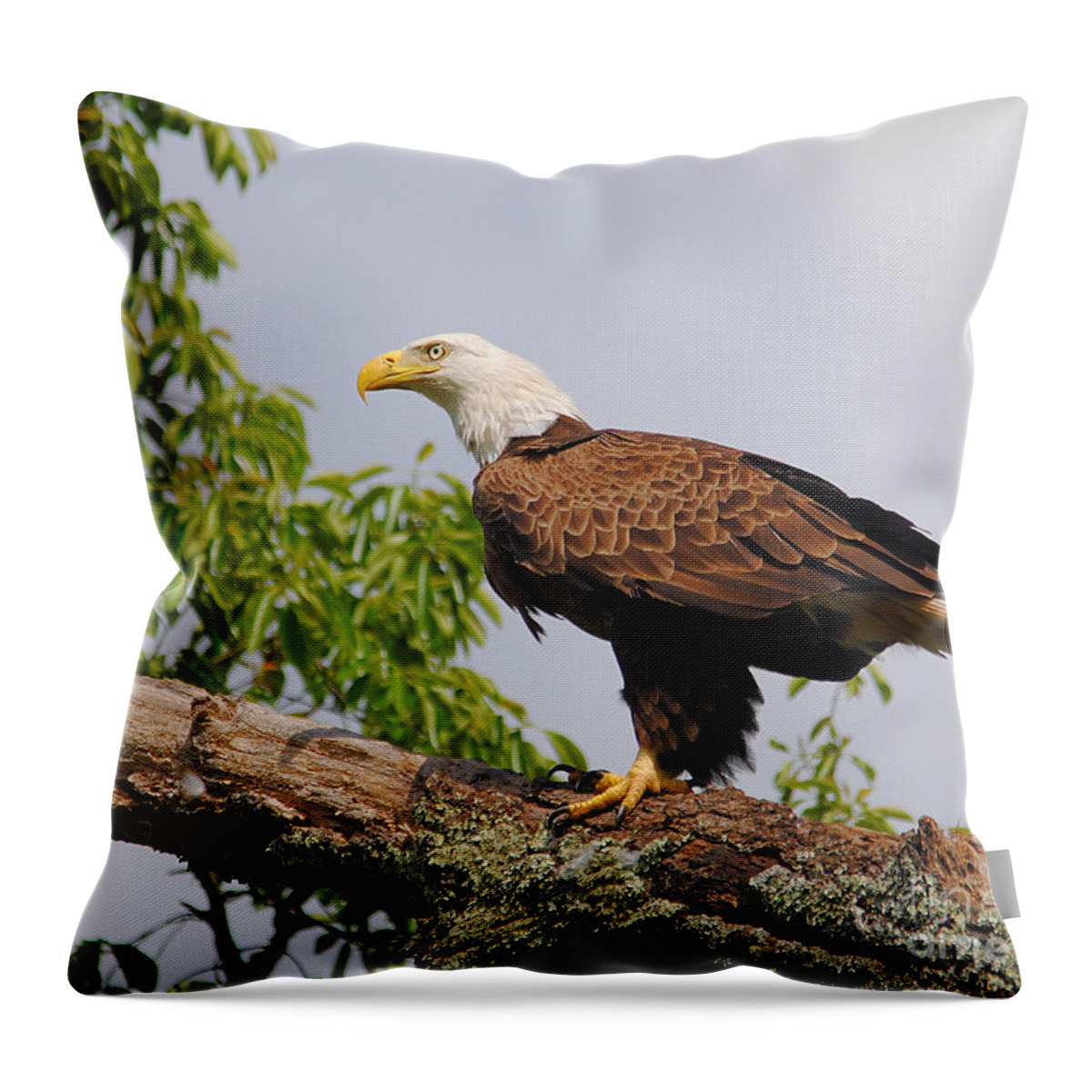 Bald Eagle Throw Pillow featuring the photograph Eagle Portrait I by Jai Johnson