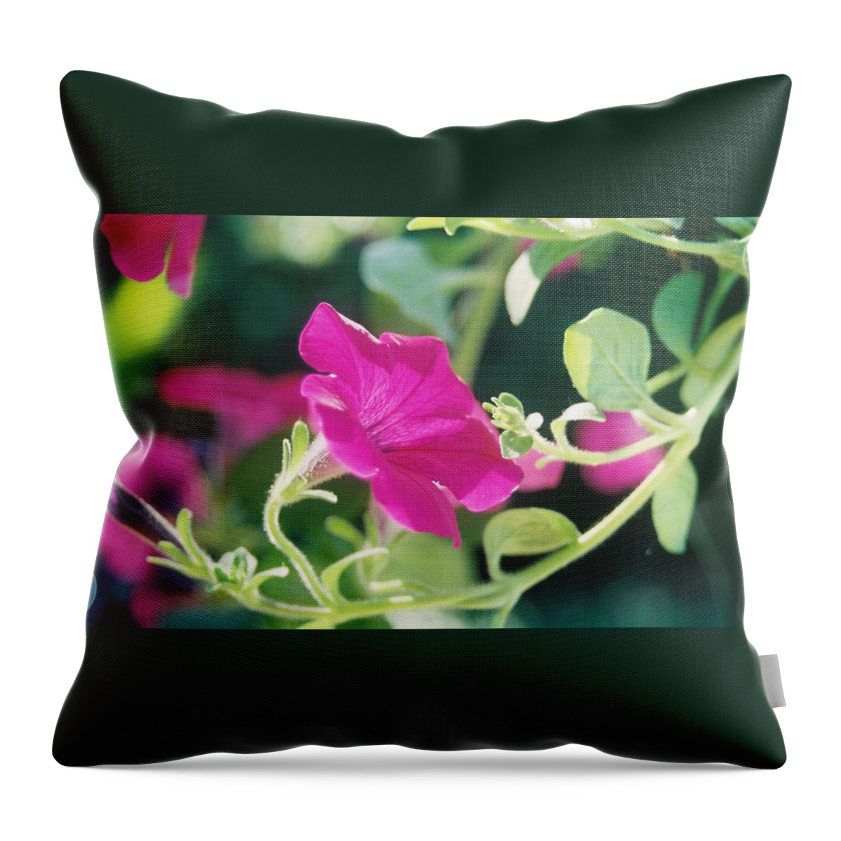 Flowers Throw Pillow featuring the photograph Early Morning Petunias by Alan Lakin