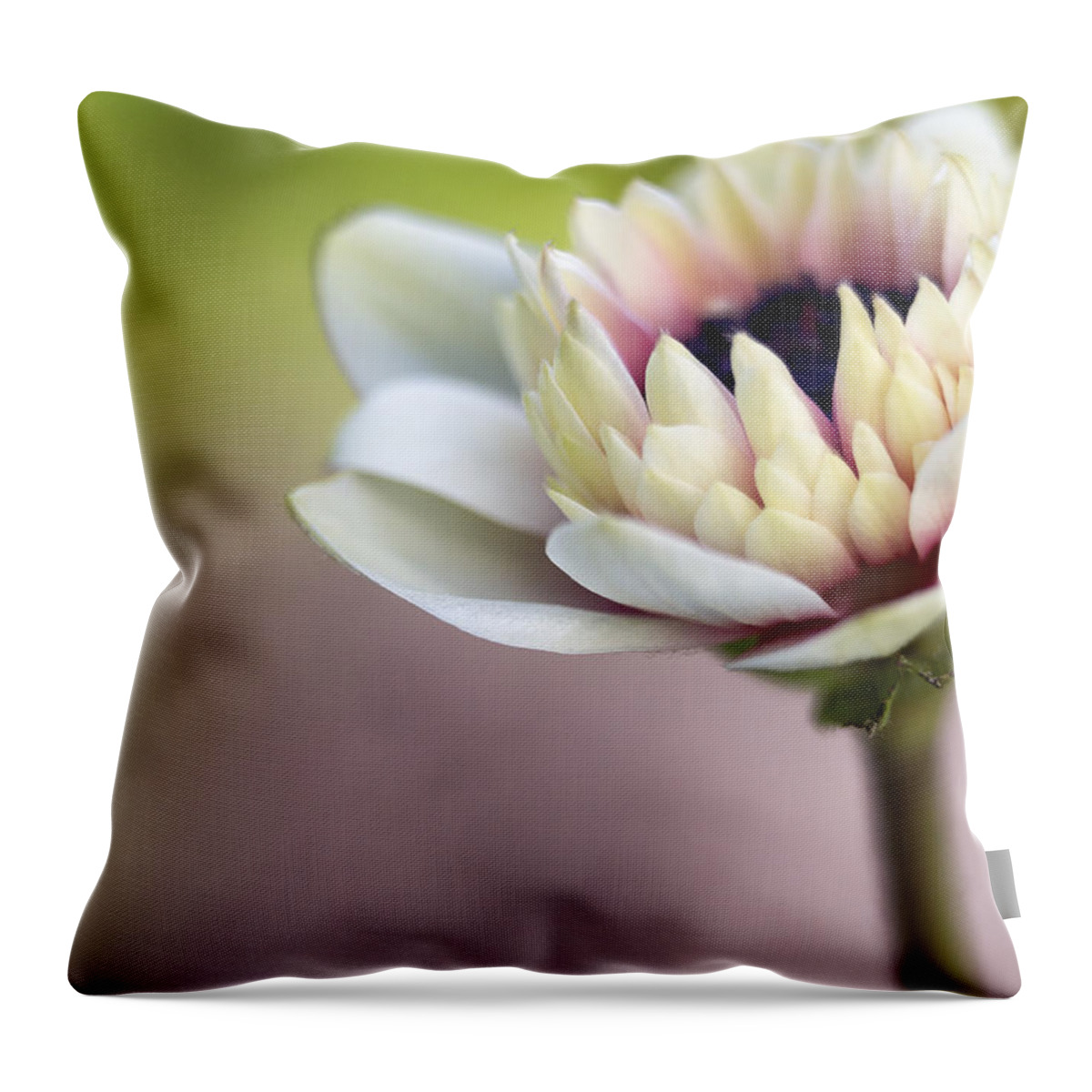 Anemone Throw Pillow featuring the photograph Early Spring by Caitlyn Grasso