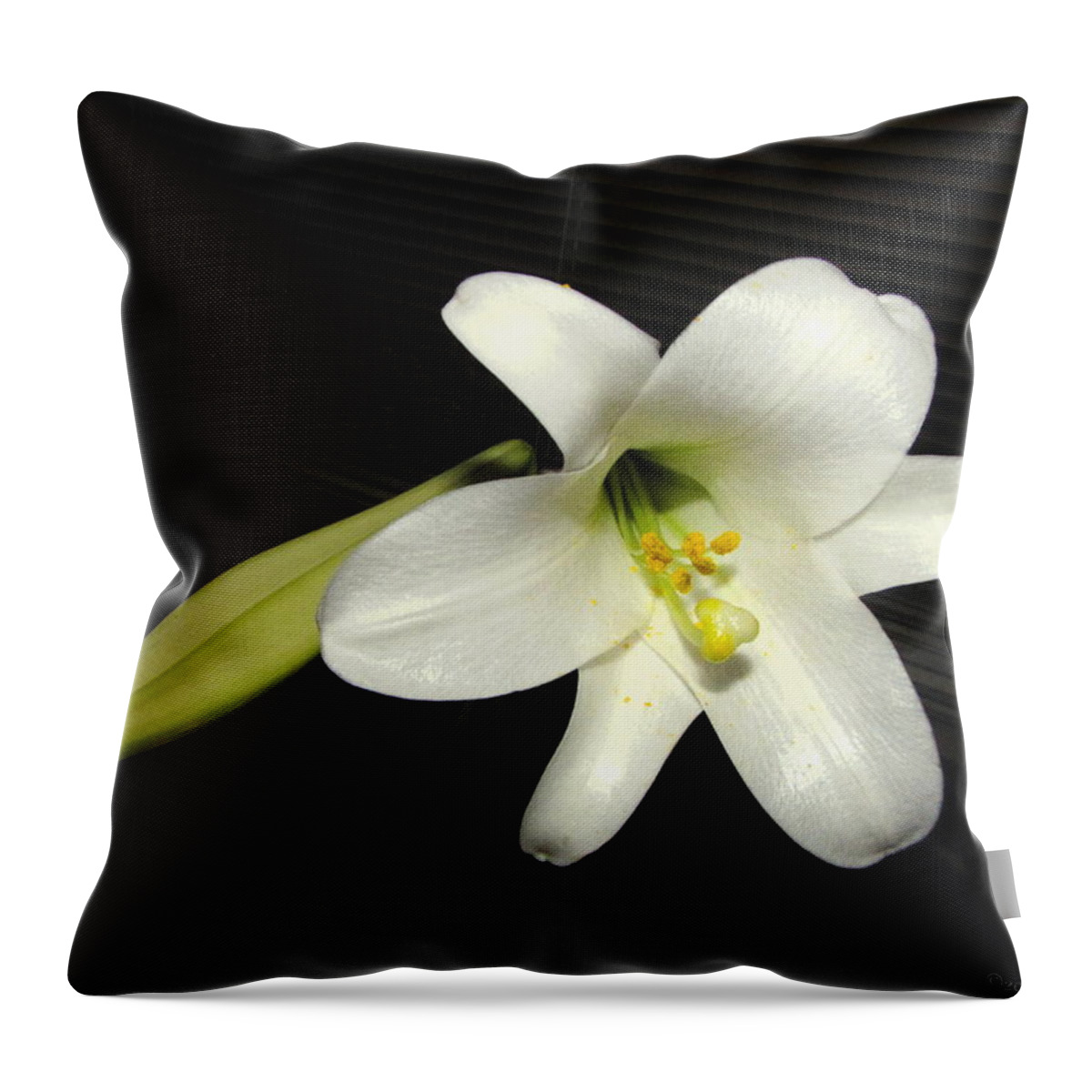 Lily Throw Pillow featuring the photograph Easter Lily Blooming In October 2013 by Joyce Dickens