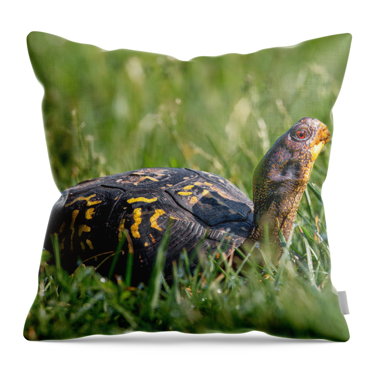Turtle Throw Pillow featuring the photograph Eastern Box Turtle by Bill Wakeley