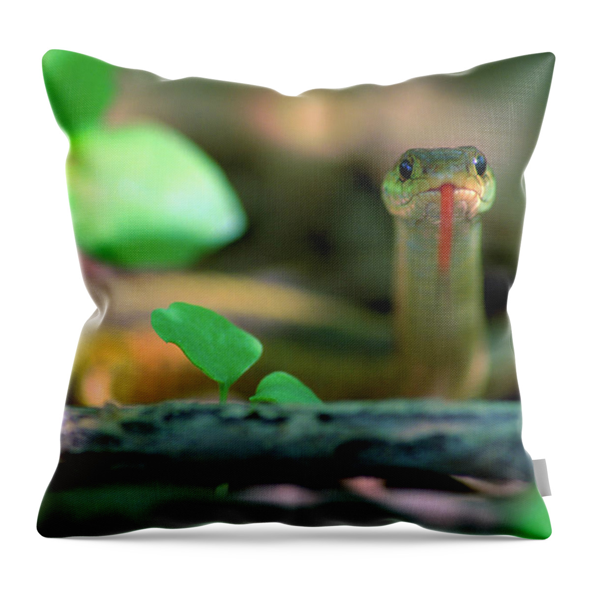 Photography Throw Pillow featuring the photograph Eastern Garter Snake Thamnophis by Animal Images