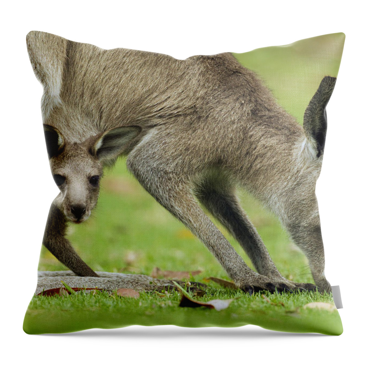 Sebastian Kennerknecht Throw Pillow featuring the photograph Eastern Grey Kangaroo Mother Grazing by Sebastian Kennerknecht
