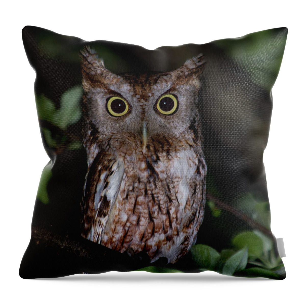 Eastern Screech Owl Throw Pillow featuring the photograph Eastern Screech-Owl by Aaron J Groen
