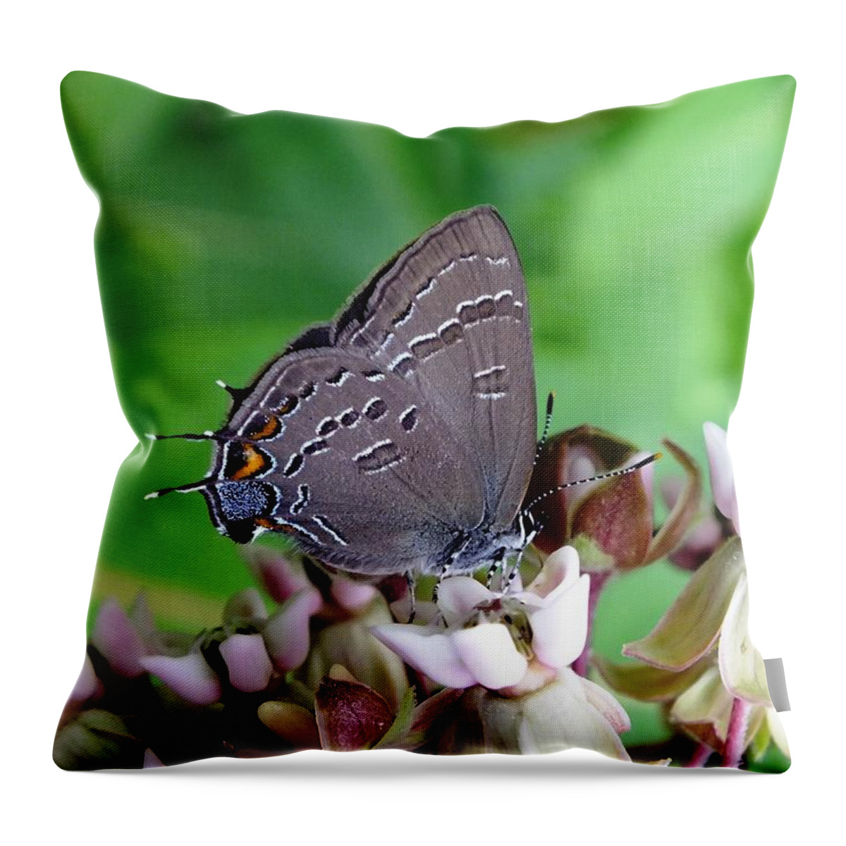 Nature Throw Pillow featuring the photograph Eastern Tailed Blue Butterfly by Peggy King