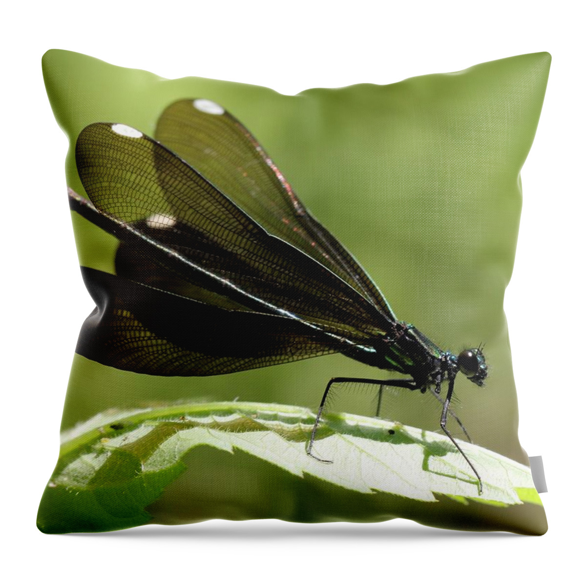 Ebony Jewelwing Throw Pillow featuring the photograph Ebony Jewelwing fluttering for male by Doris Potter