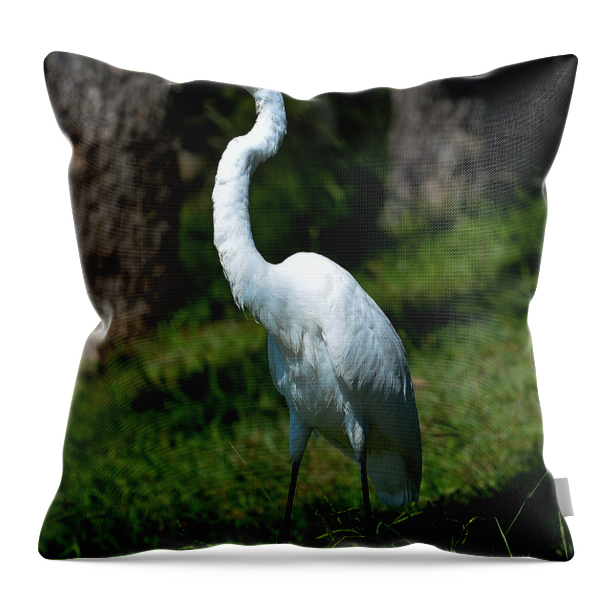 Waterfowl Throw Pillow featuring the photograph Egret - full length by John Johnson