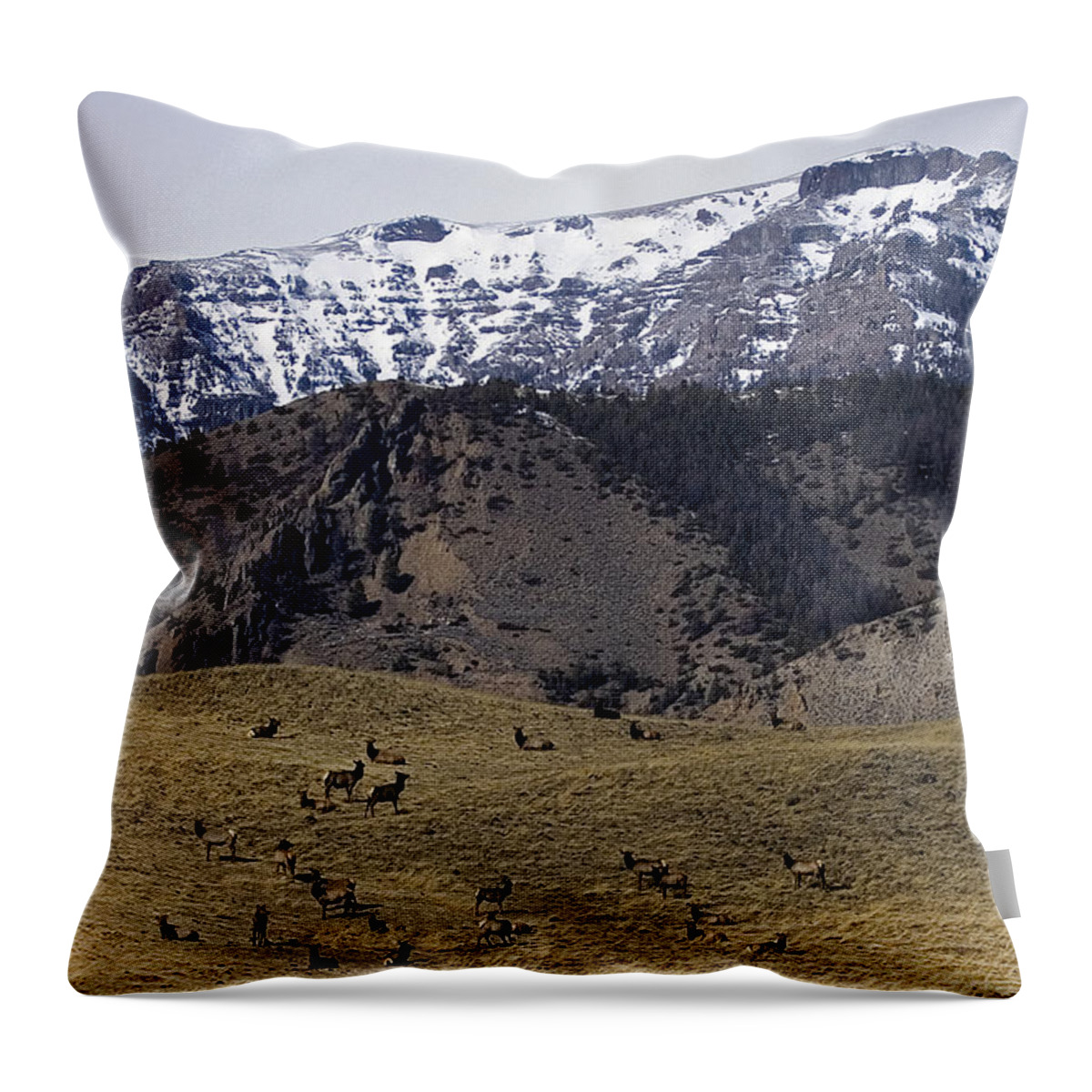 Cervus Canadensis Throw Pillow featuring the photograph Elk In Pasture by J L Woody Wooden