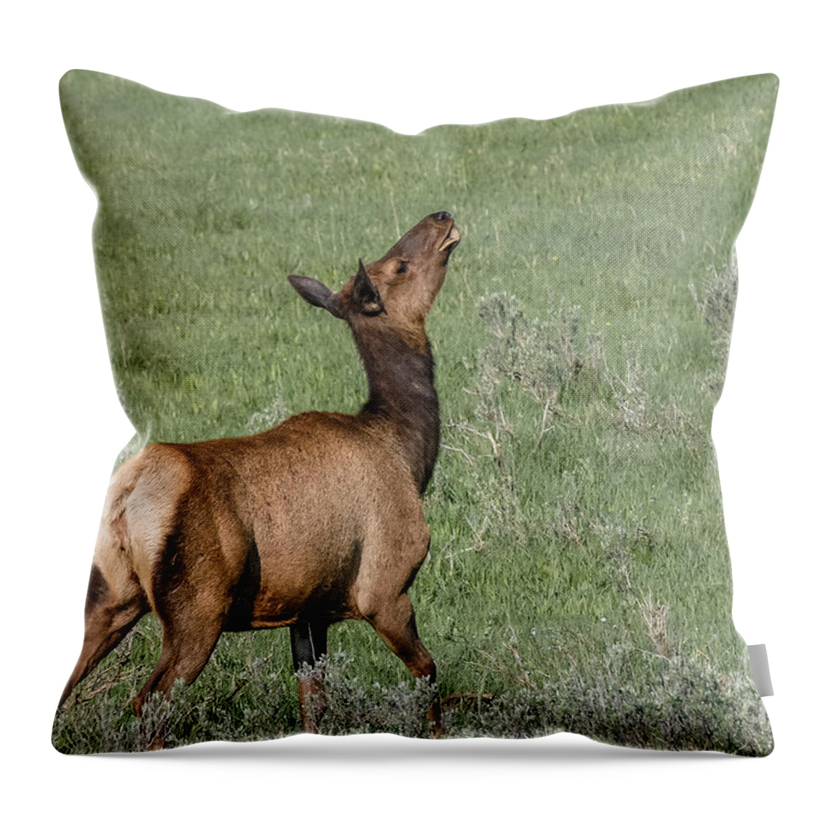 Al Andersen Throw Pillow featuring the photograph Elk Playing In Meadow by Al Andersen
