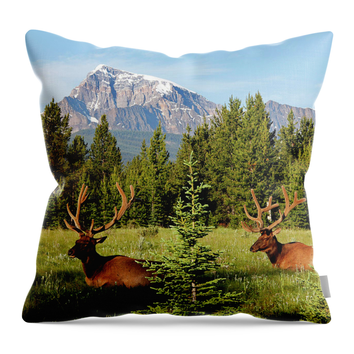 Grass Throw Pillow featuring the photograph Elks At Bow Valley, Banff Nationalpark by Hans-peter Merten