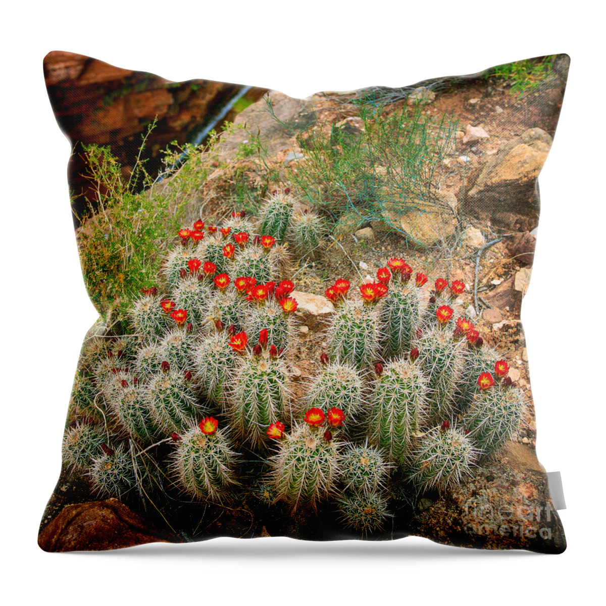 America Throw Pillow featuring the photograph Elves Chasm Cacti by Inge Johnsson