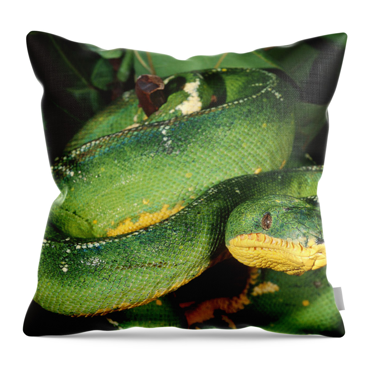 Animal Throw Pillow featuring the photograph Emerald Boa by Steve Cooper