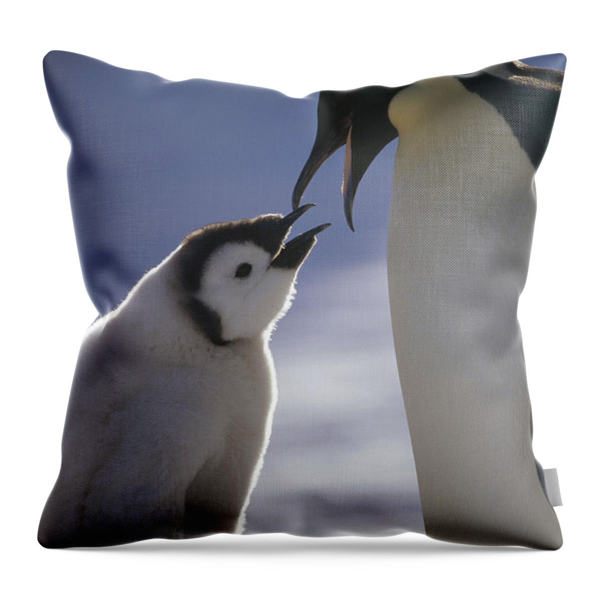 Feb0514 Throw Pillow featuring the photograph Emperor Penguin Feeding Chick Antarctica by Tui De Roy