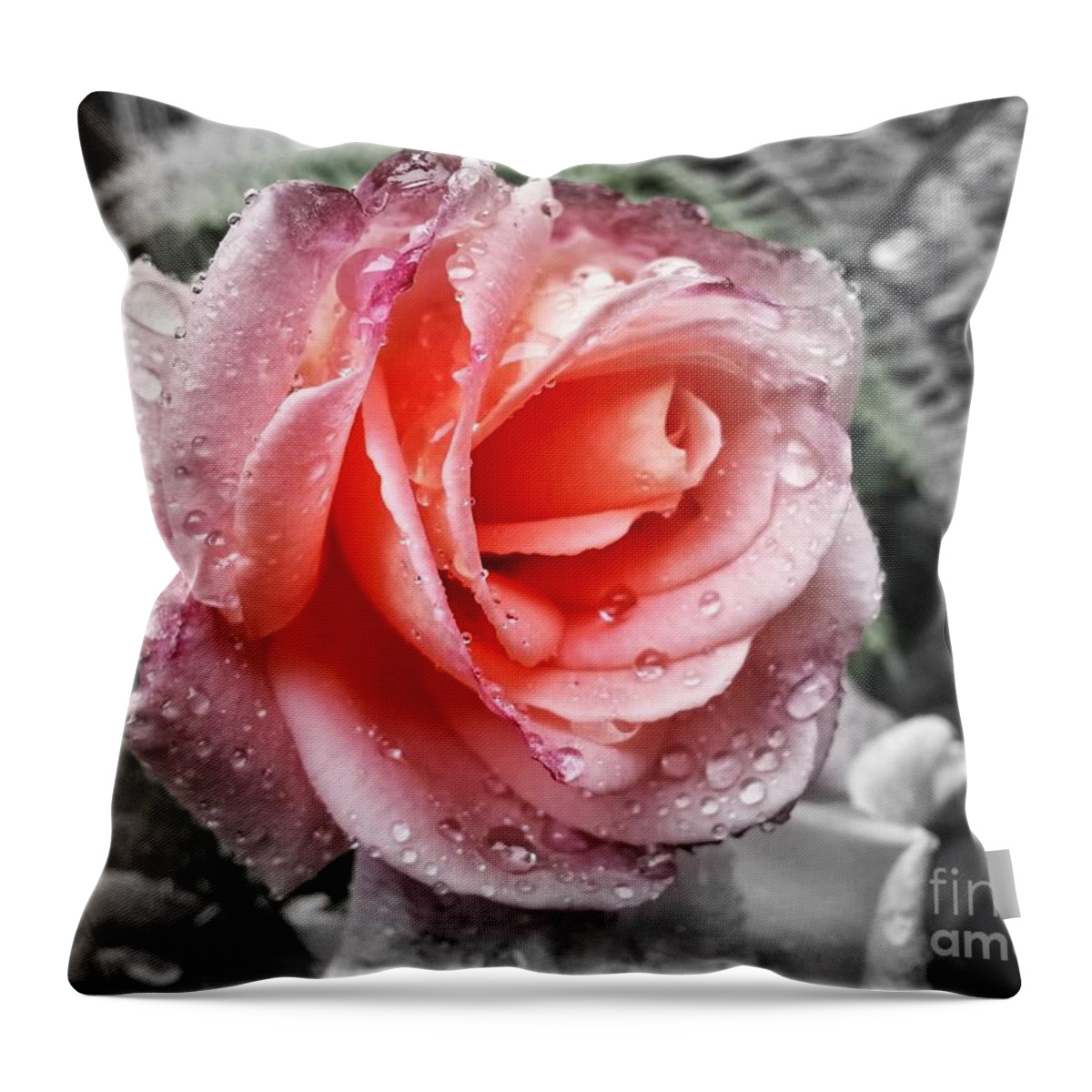 Rose Throw Pillow featuring the photograph Enchanting by Heather L Wright