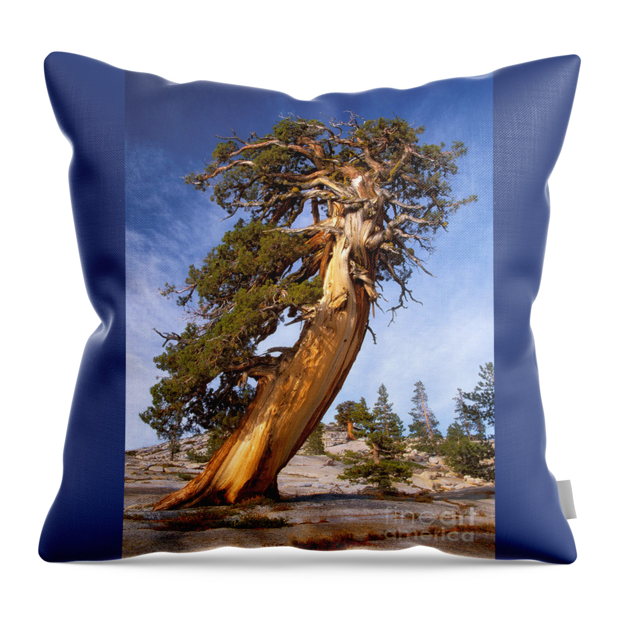 Tree Throw Pillow featuring the photograph Endurance by Alice Cahill