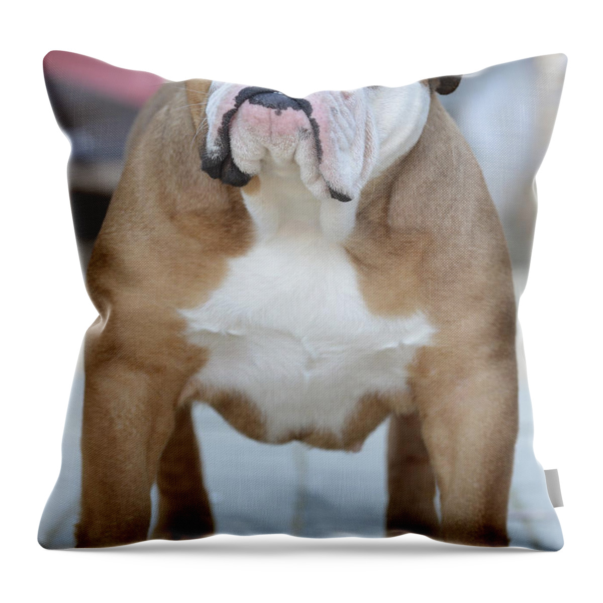 English Bulldog Throw Pillow featuring the photograph English Bulldog by Amir Paz