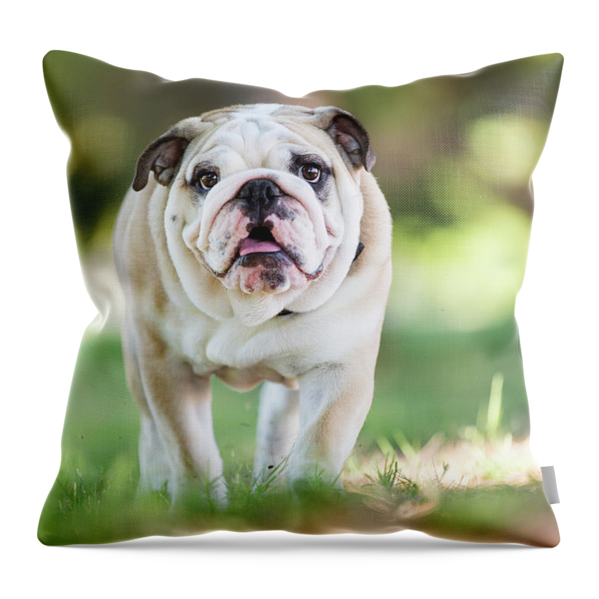 Pets Throw Pillow featuring the photograph English Bulldog Puppy Walking Outdoors by Purple Collar Pet Photography