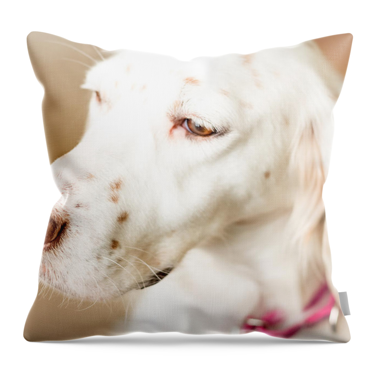 English Setter Throw Pillow featuring the photograph English Setter in Natural Light by Brian Caldwell