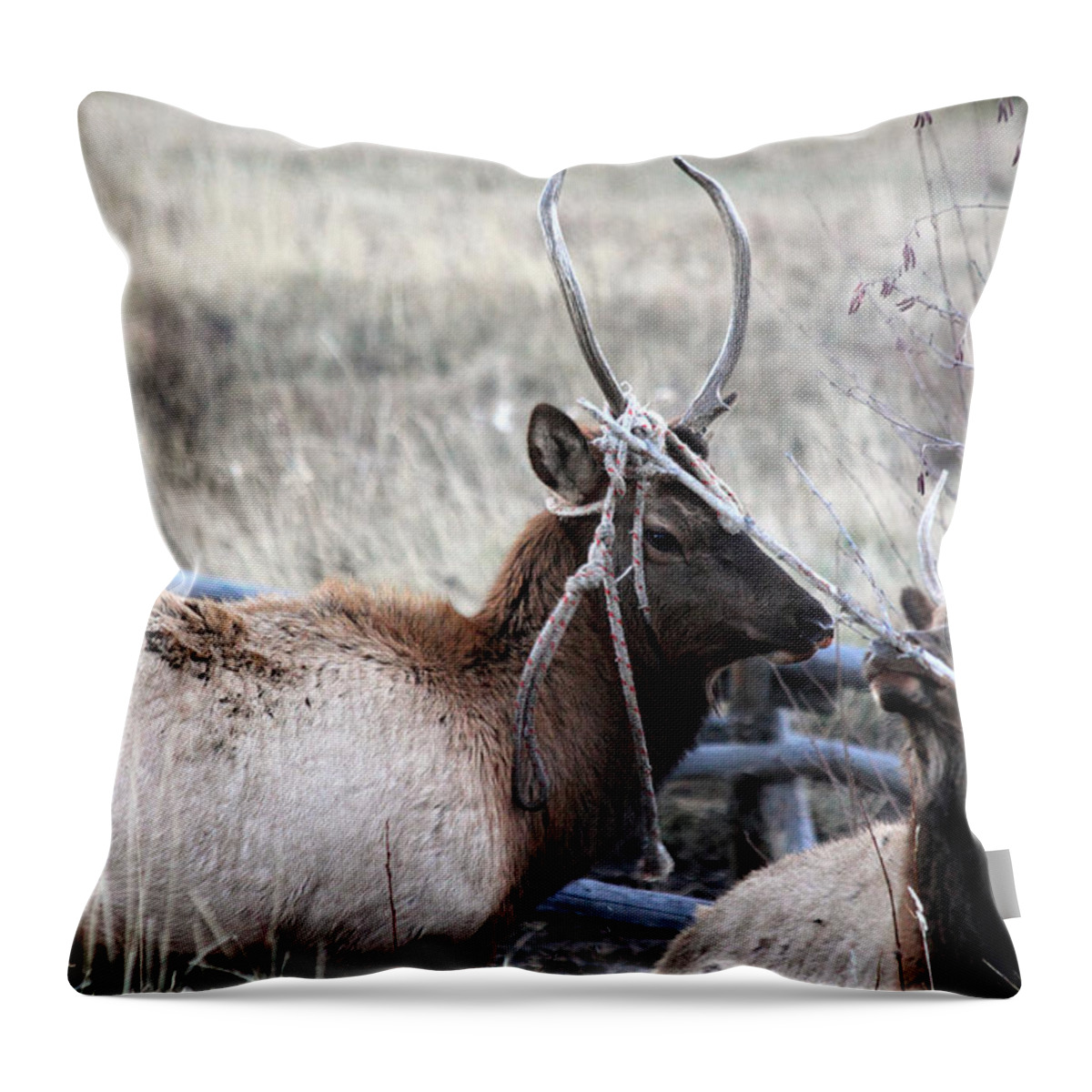Entangled Throw Pillow featuring the photograph Entangled by Shane Bechler