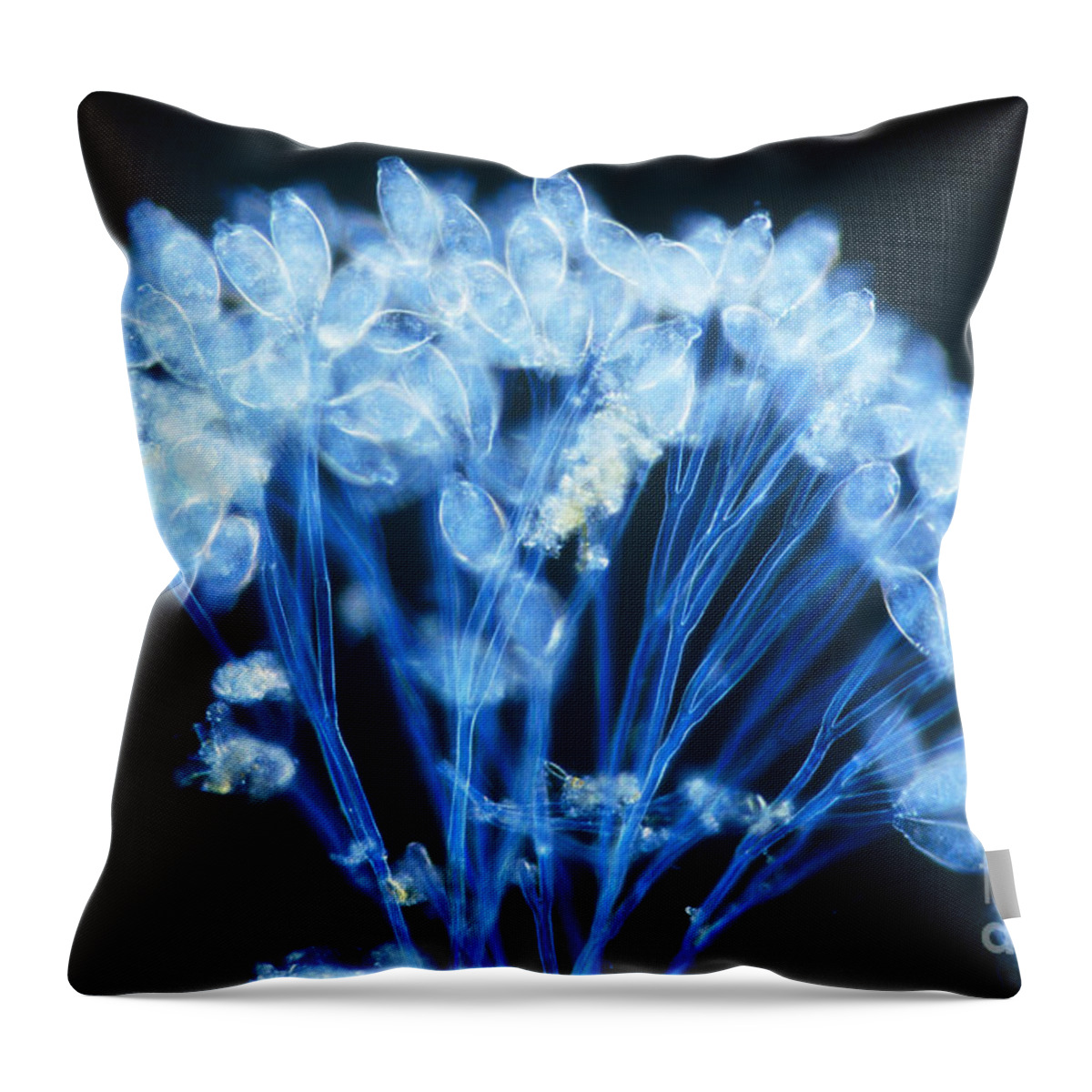 Microorganism Throw Pillow featuring the photograph Epistylis by Michael Abbey