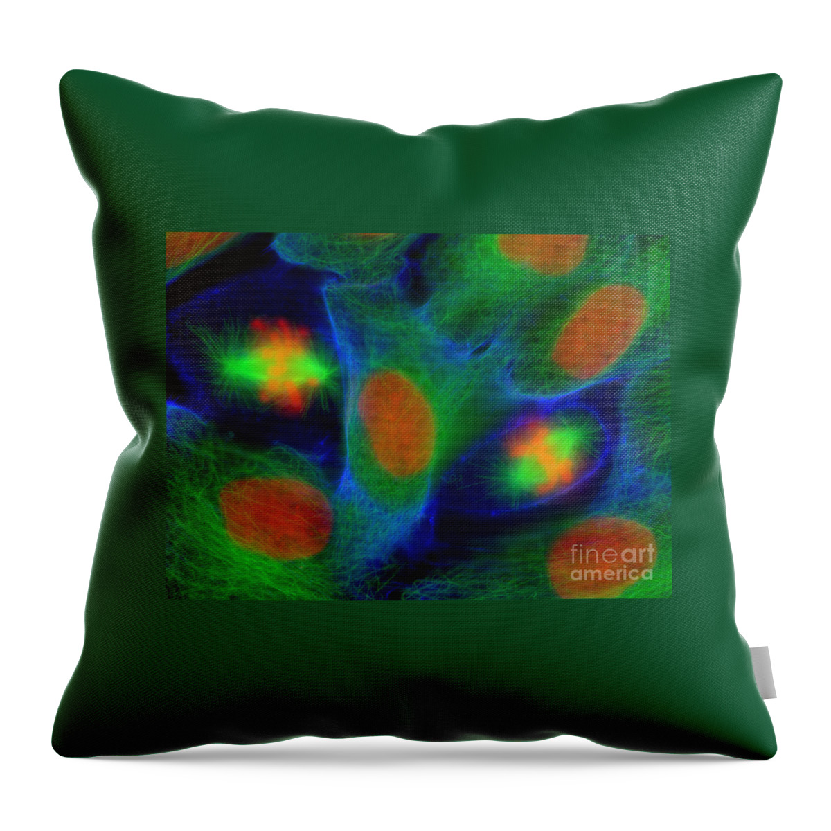 Epithelial Cell Throw Pillow featuring the photograph Epithelial Cells by Jennifer Waters