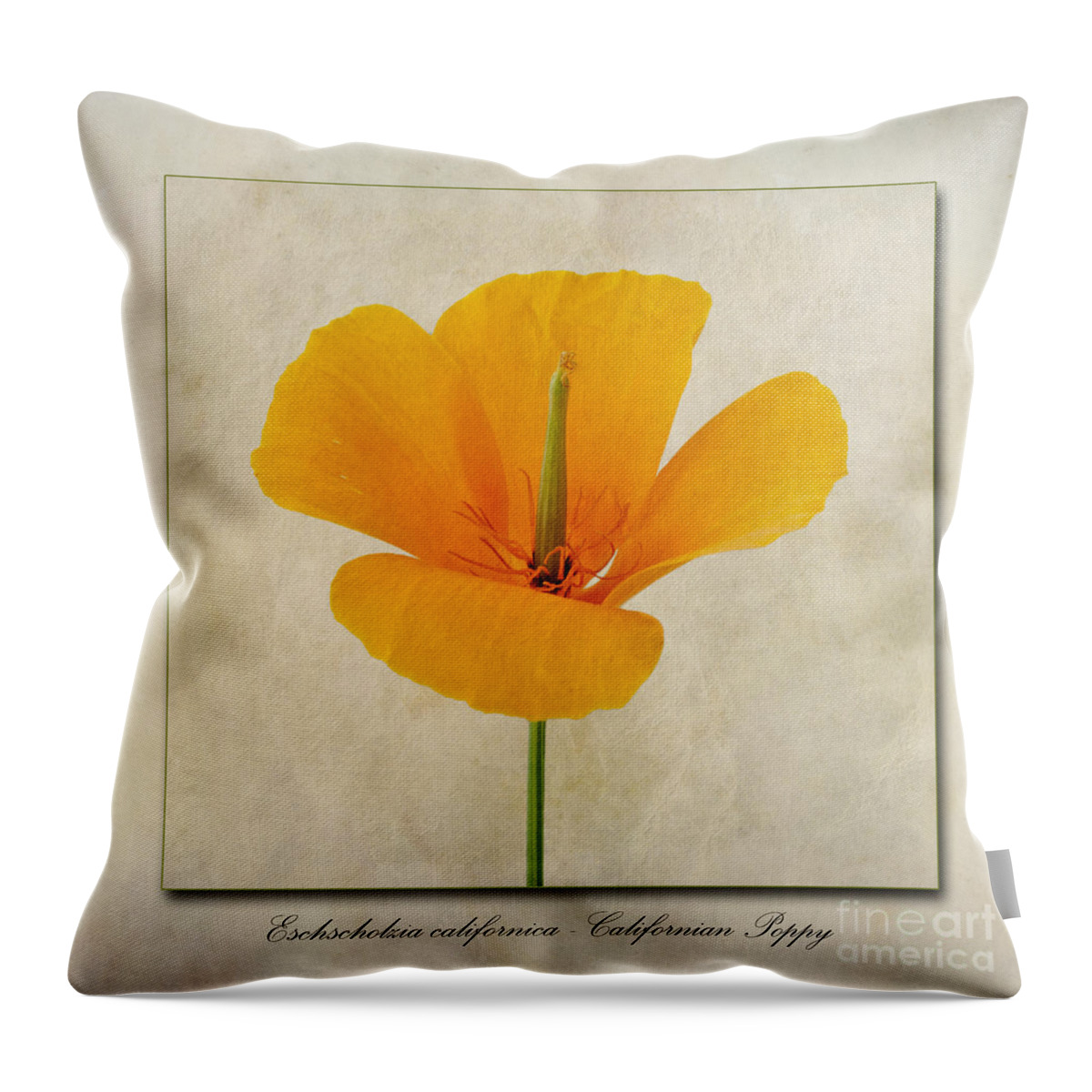 Californian Poppy Throw Pillow featuring the photograph Eschscholzia californica Californian Poppy by John Edwards