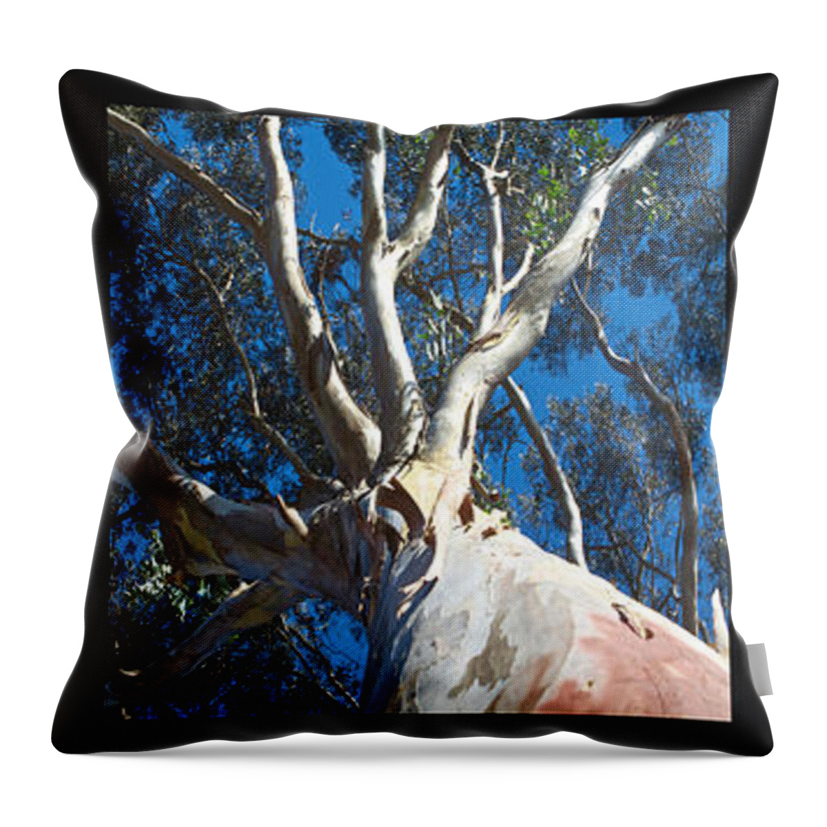 Bluff Throw Pillow featuring the photograph Eucalyptus Tree Panel Triptych by SC Heffner