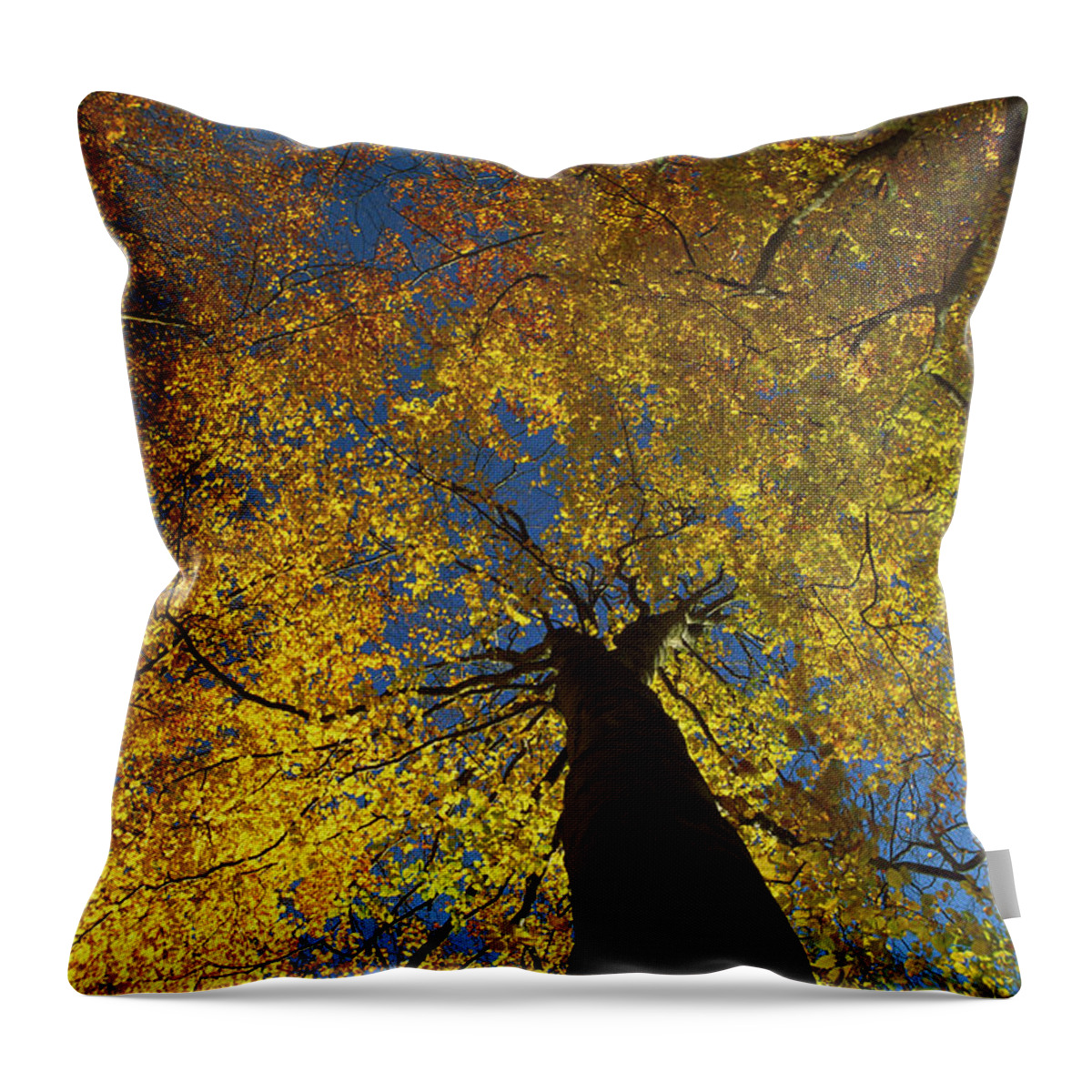 00760115 Throw Pillow featuring the photograph European Beech Fagus Sylvatica Trees by Christian Ziegler