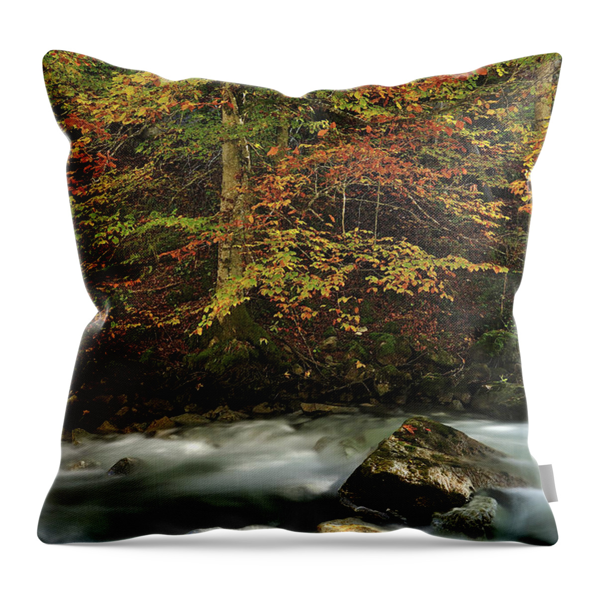 Feb0514 Throw Pillow featuring the photograph European Beech Forest Switzerland by Thomas Marent