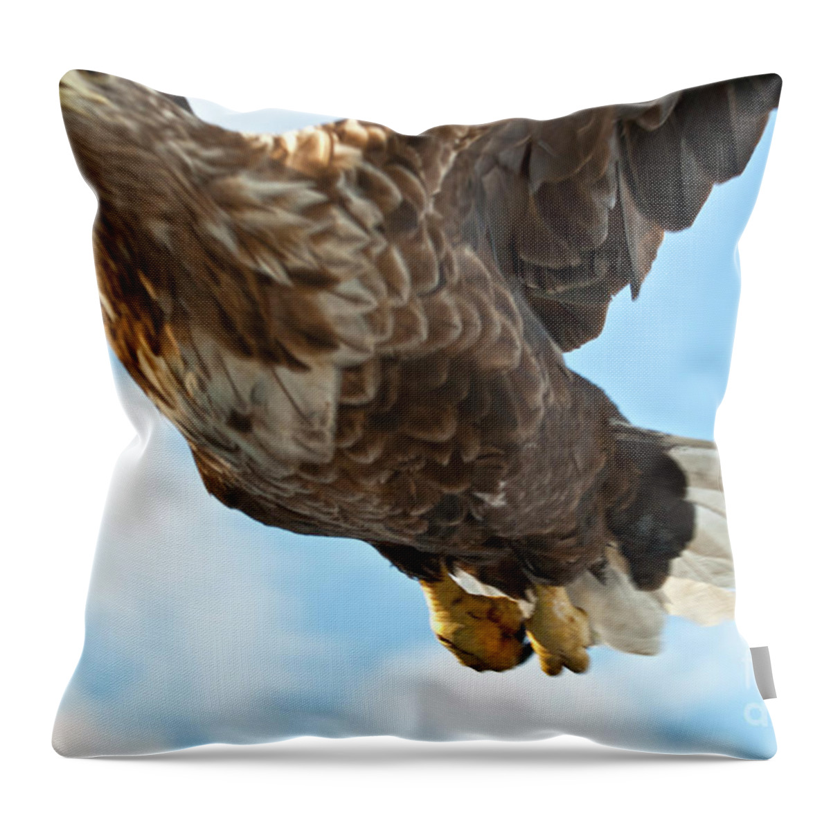 Heiko Throw Pillow featuring the photograph European Flying Sea Eagle 2 by Heiko Koehrer-Wagner