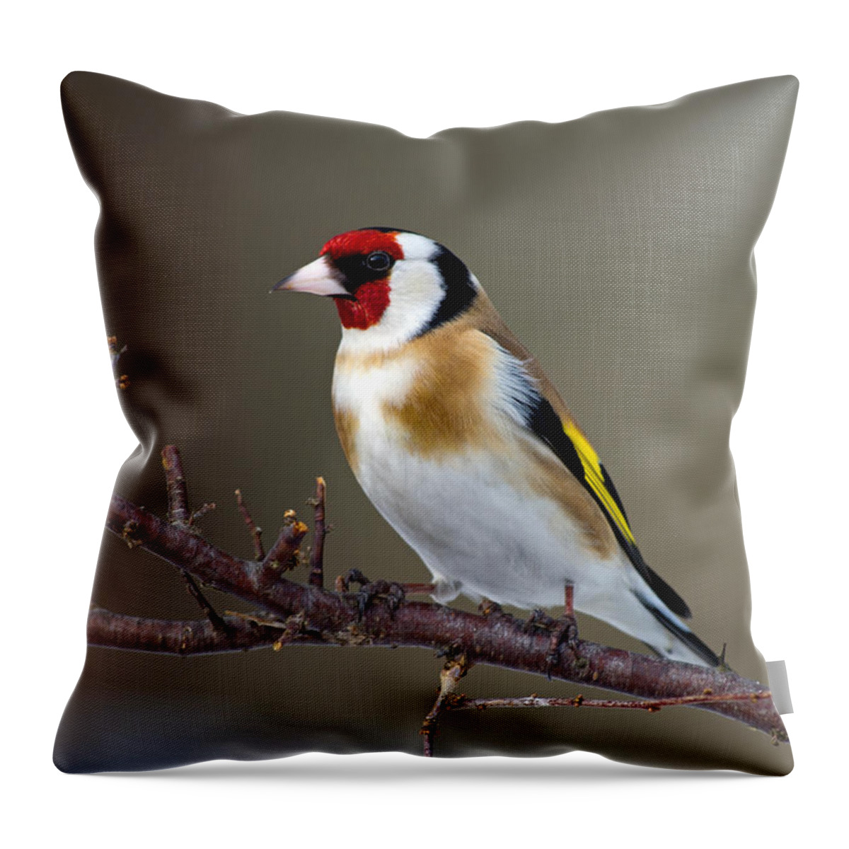 Goldfinch Throw Pillow featuring the photograph European Goldfinch by Torbjorn Swenelius