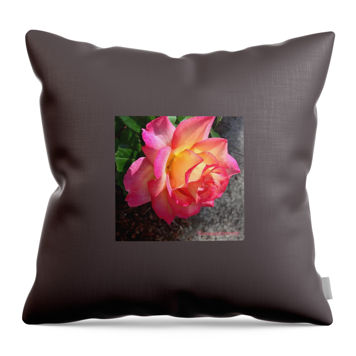 Evening Rose With Droplets Throw Pillow featuring the photograph Evening Rose With Droplets by Anna Porter