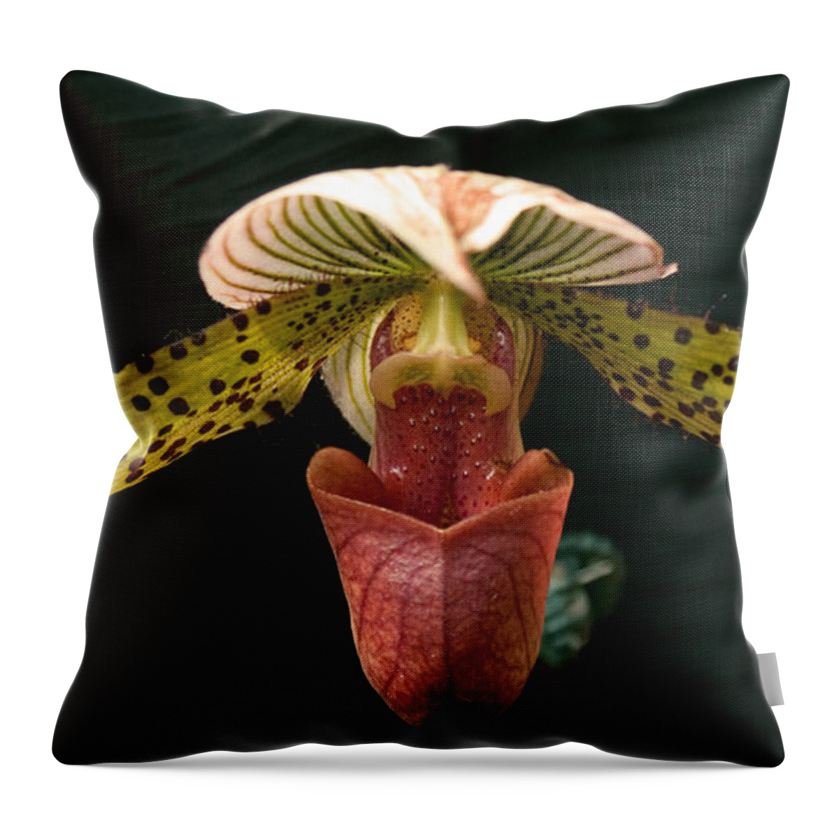 Orchid Throw Pillow featuring the photograph Exotic Paphiopedilum by Jo Smoley
