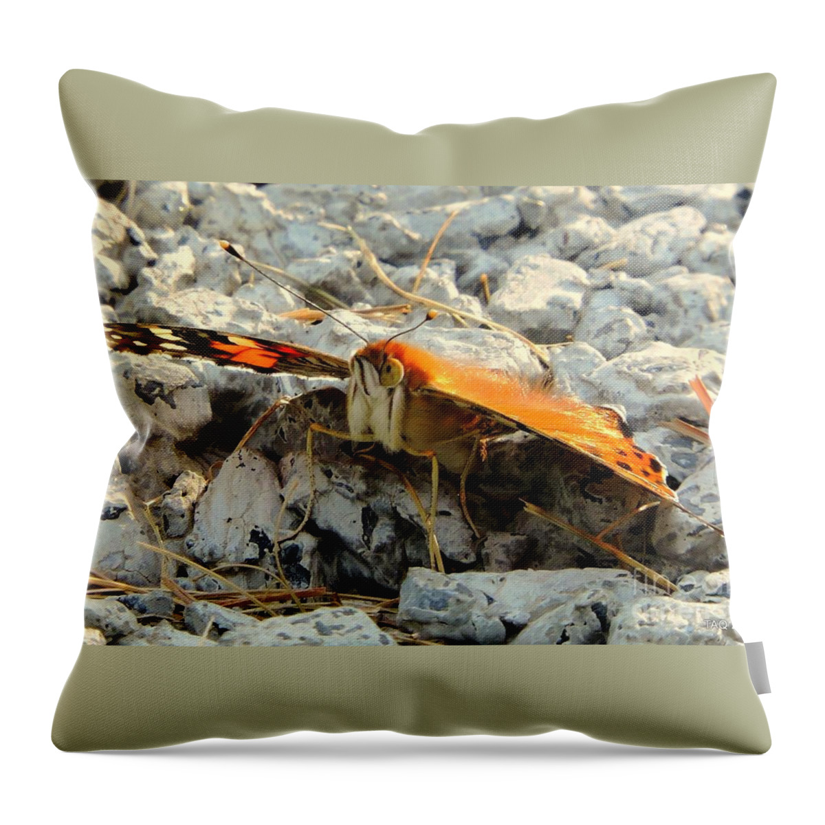 Butterfly Throw Pillow featuring the photograph Eye Of The Papillon by Tami Quigley