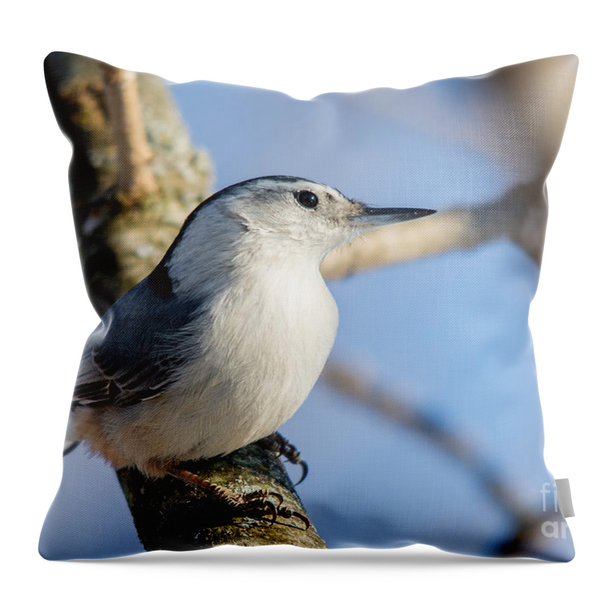 Eye Throw Pillow featuring the photograph Eye to eye with a Nuthatch by Cheryl Baxter