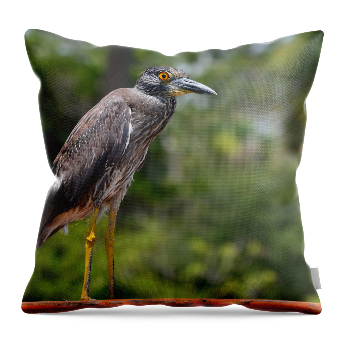 Heron Throw Pillow featuring the photograph Eye to Lens by DigiArt Diaries by Vicky B Fuller