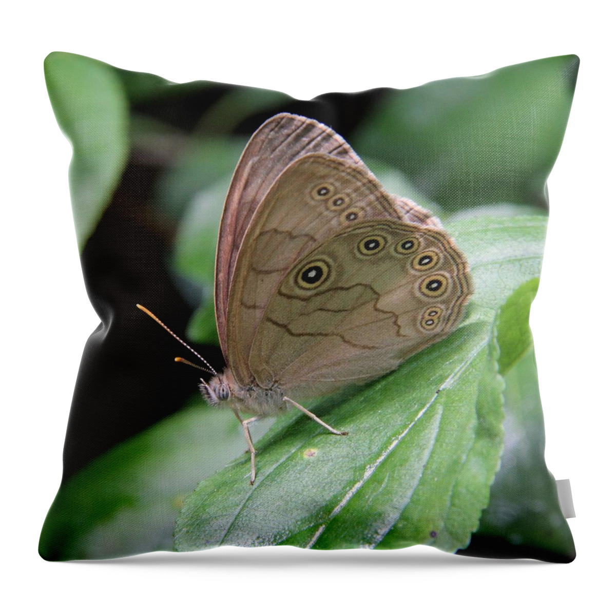 Satyrodes Eurydice Throw Pillow featuring the photograph Eyed Brown by Doris Potter