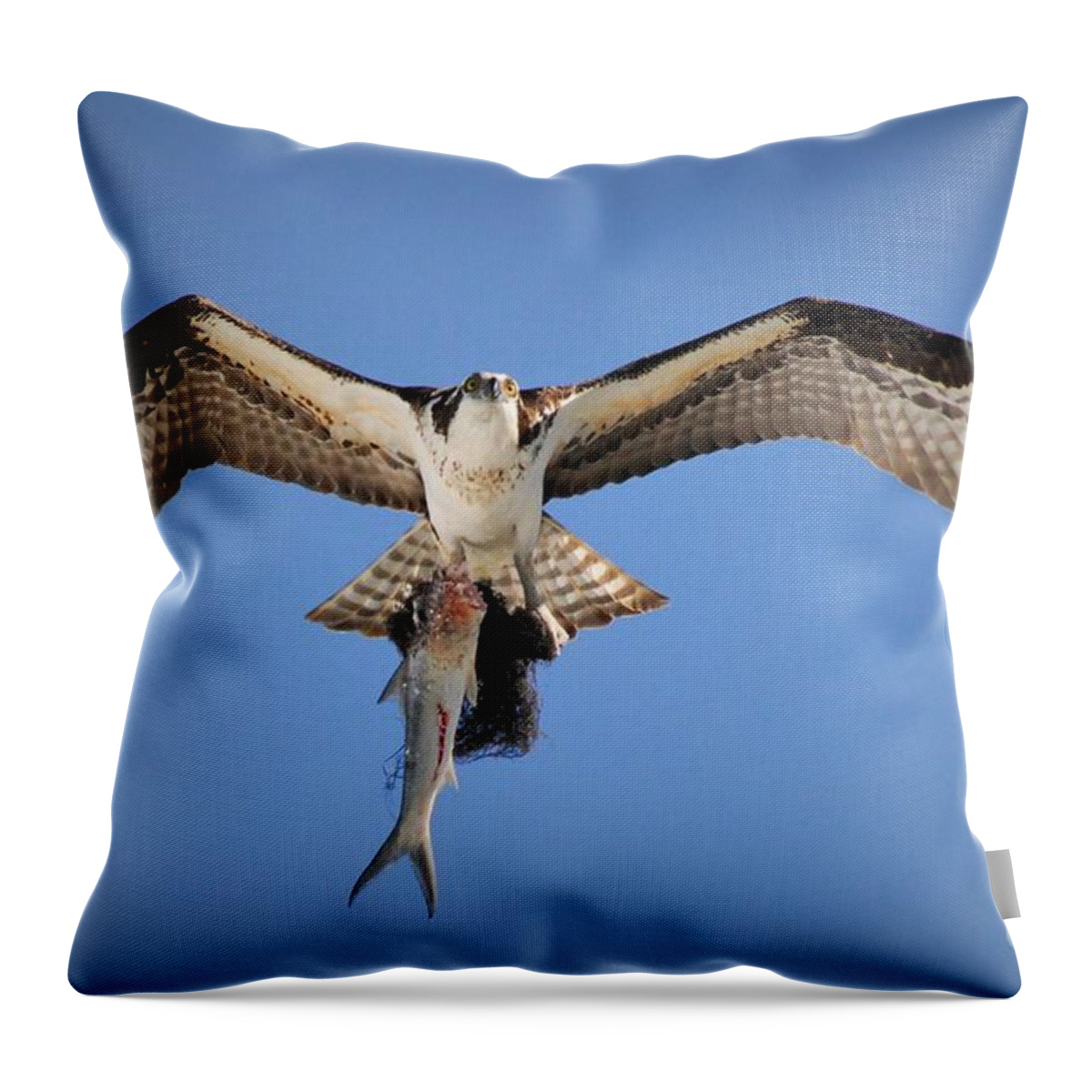 Osprey Throw Pillow featuring the photograph Eye's in the Sky by Quinn Sedam