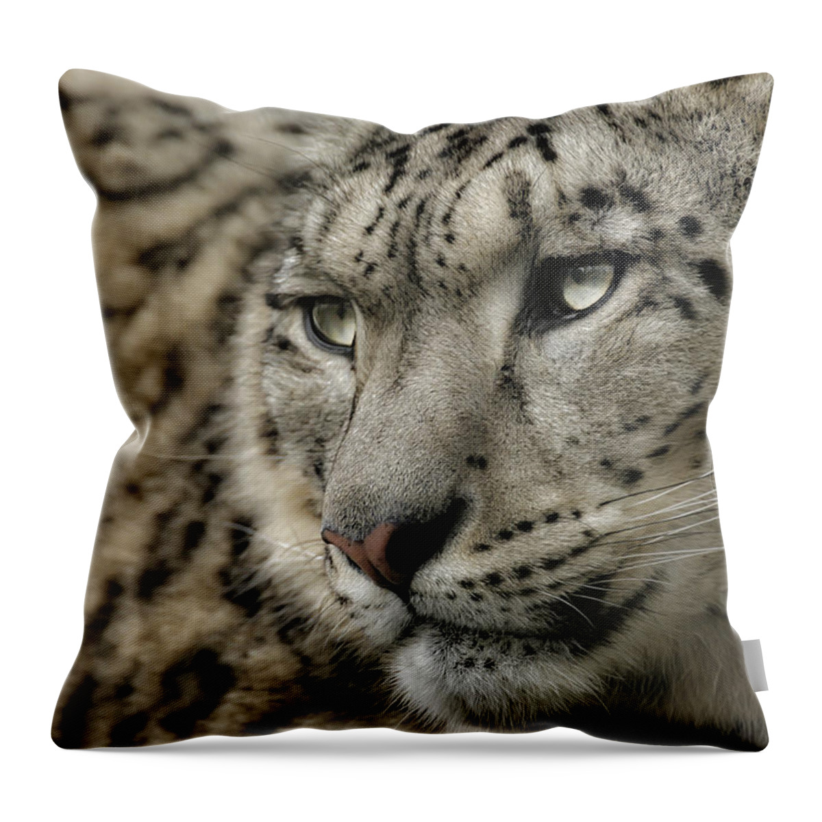 Snow Leopard Throw Pillow featuring the photograph Eyes of a Snow Leopard by Chris Boulton