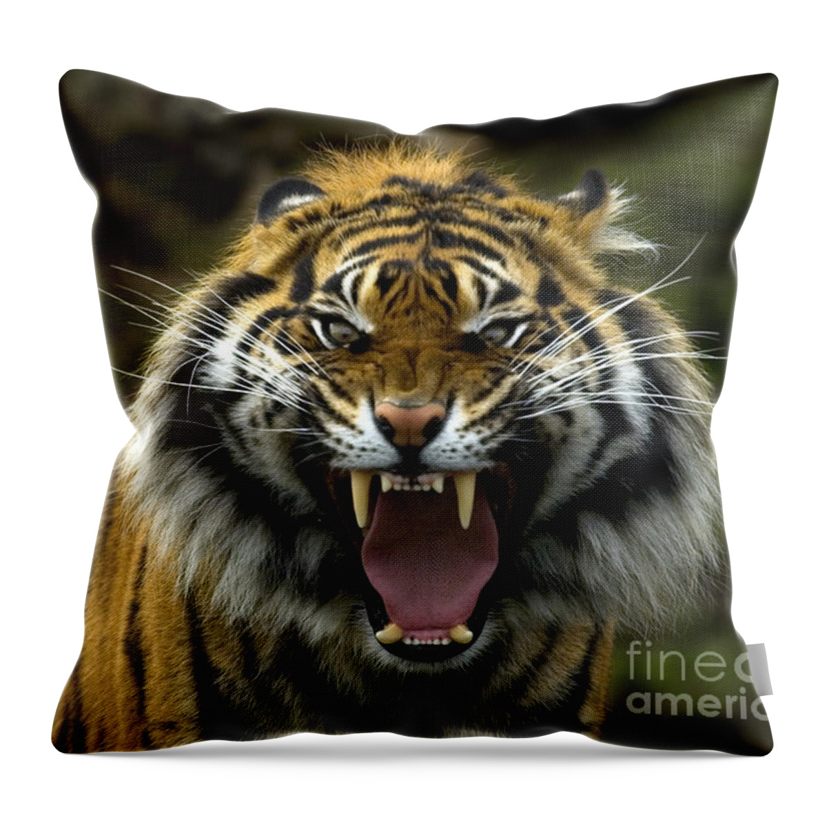Tiger Throw Pillow featuring the photograph Eyes of the Tiger by Michael Dawson