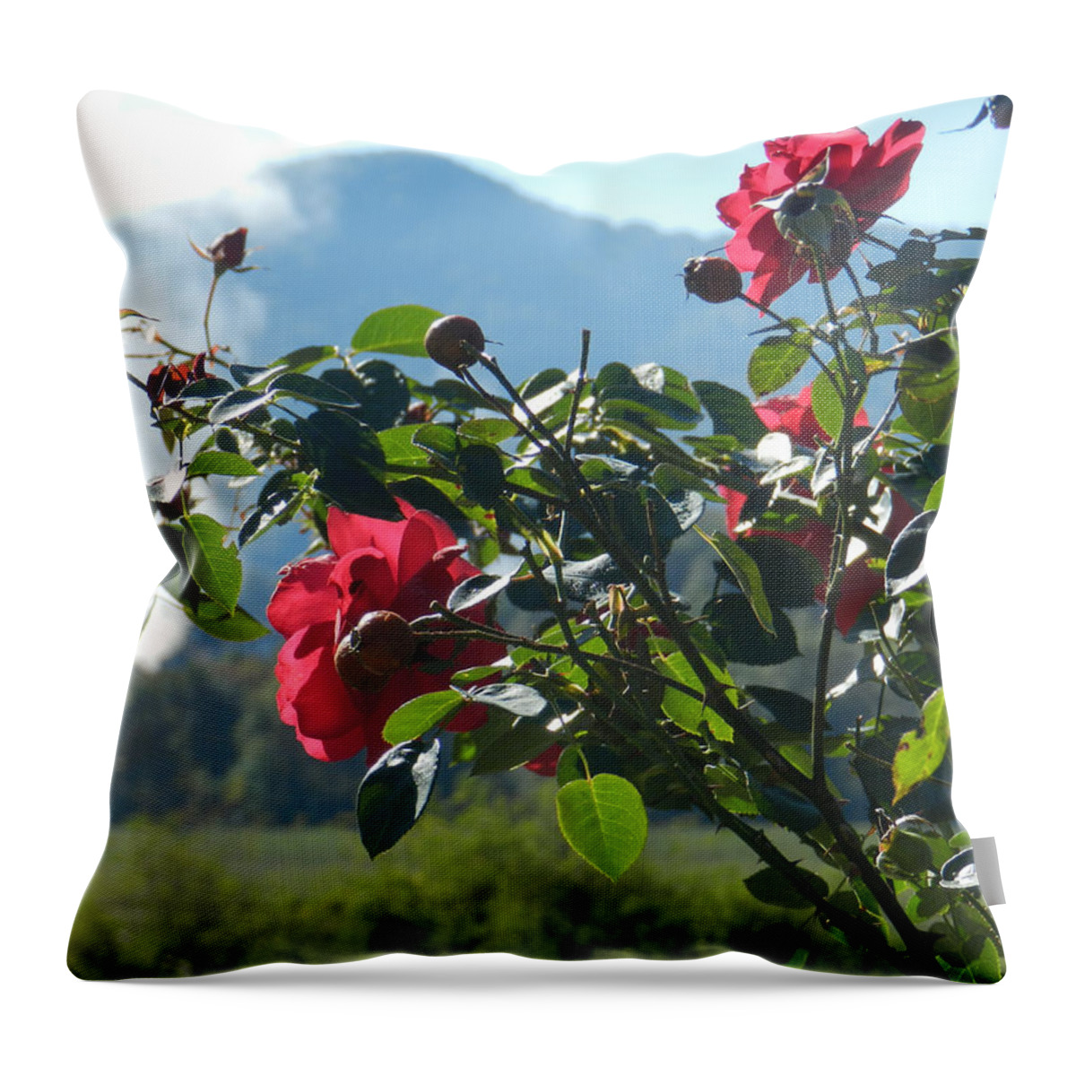 Roses Throw Pillow featuring the photograph Facing the Light by Deborah Ferree