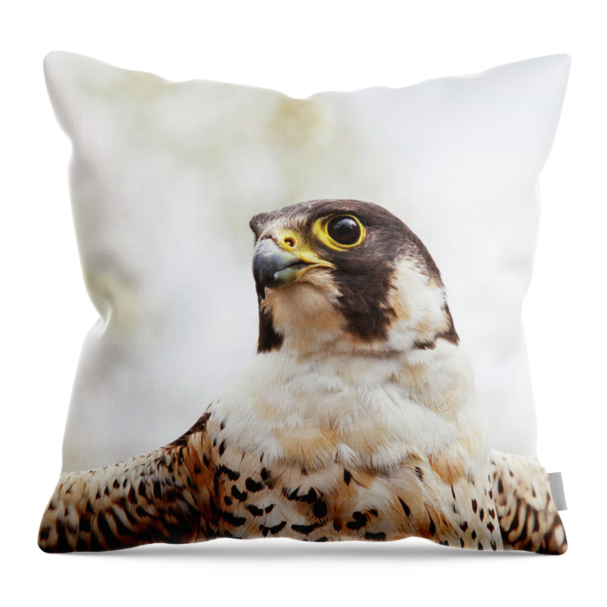 Alertness Throw Pillow featuring the photograph Falcon On The Look For Prey by Richard Wear / Design Pics