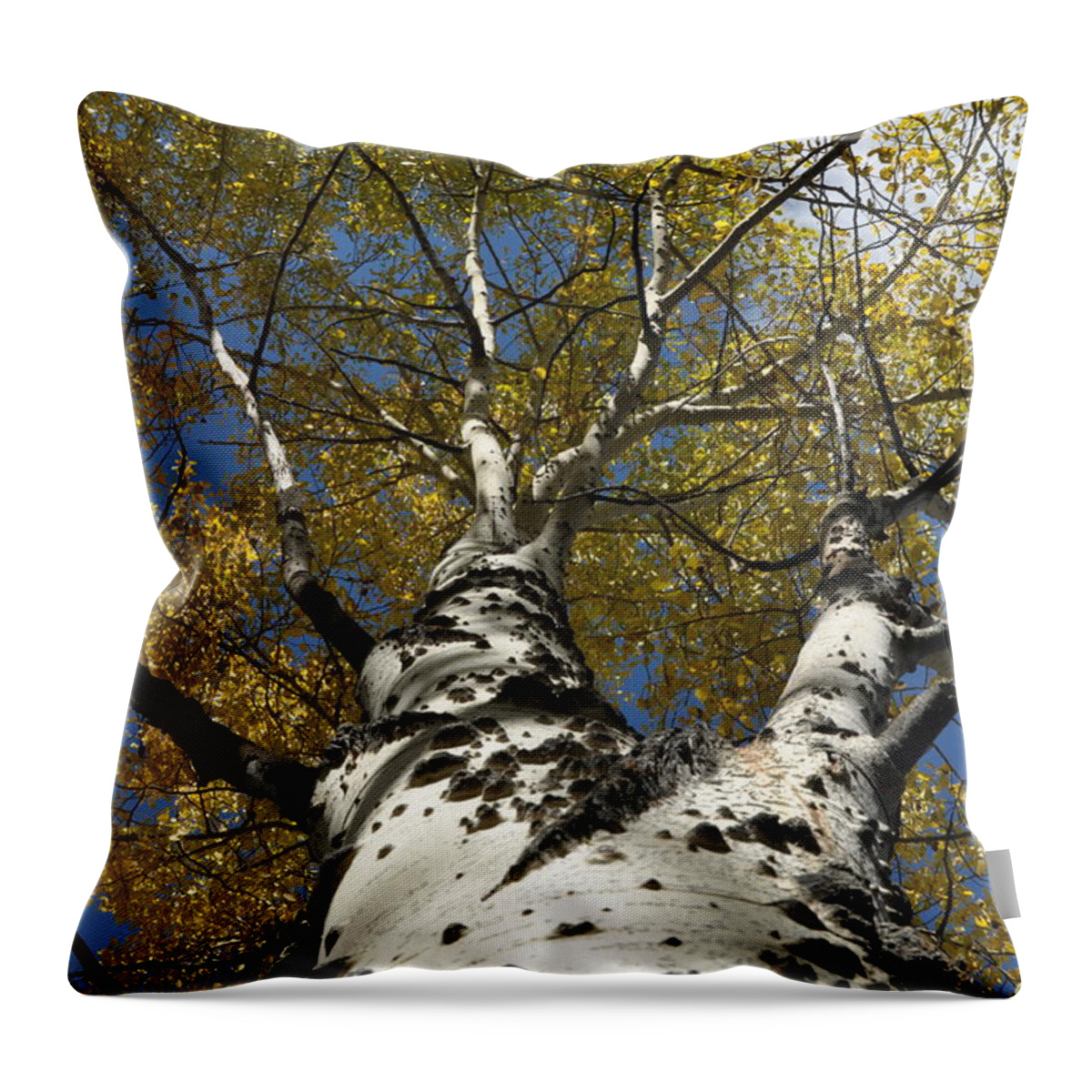 Gold Throw Pillow featuring the photograph Fall Aspen by Frank Madia